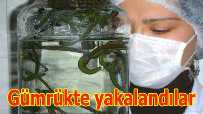 Bu Sülükler ilaç için