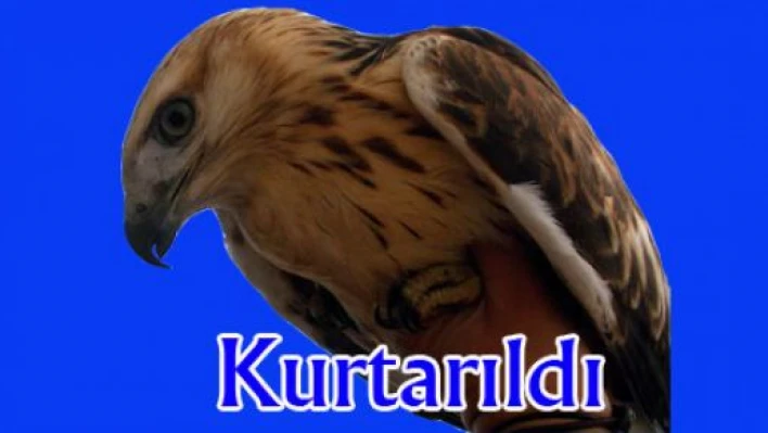 Koruma altındaki Kızıl Şahin kurtarıldı