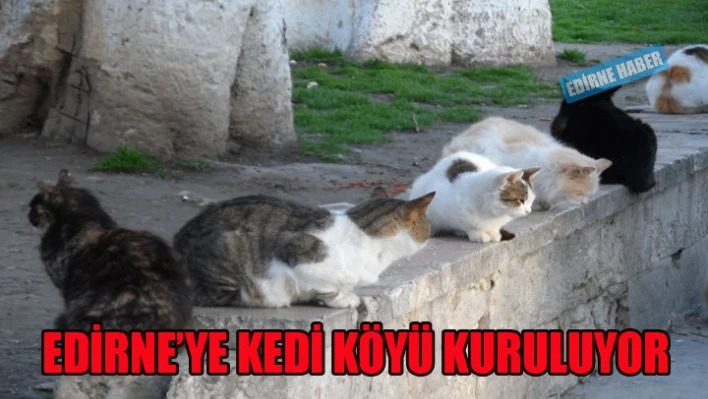 Edirne'de Kedi Köyü kuruluyor