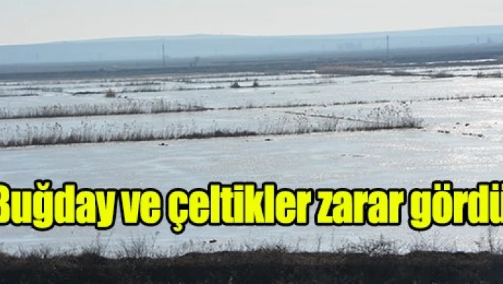 Buğday ve çeltikler zarar gördü