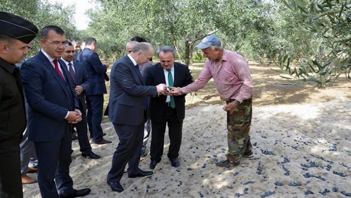 Zeytin hasadı