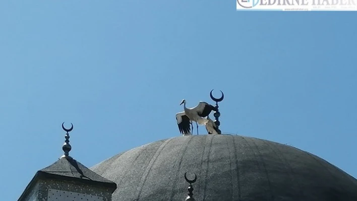 Cami kubbesinde ayaklarına ip dolanan leylekler kurtarıldı