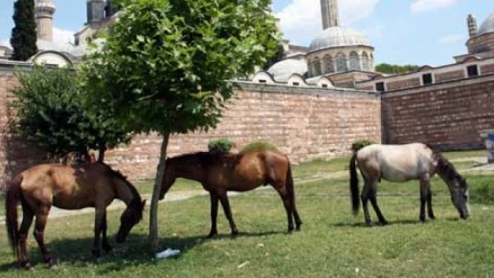 Meydan Atlara kaldı