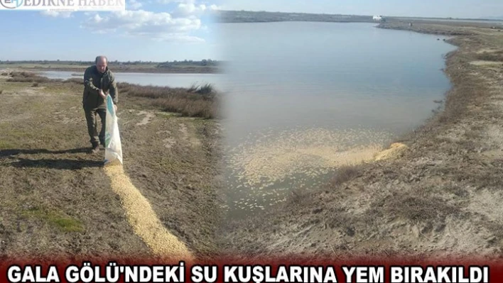 GALA GÖLÜ'NDEKİ SU KUŞLARINA YEM BIRAKILDI
