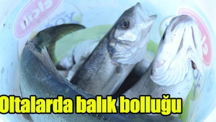 Oltalarda balık bolluğu