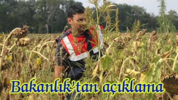  Bakanlıktan Hint Keneviri açıklaması
