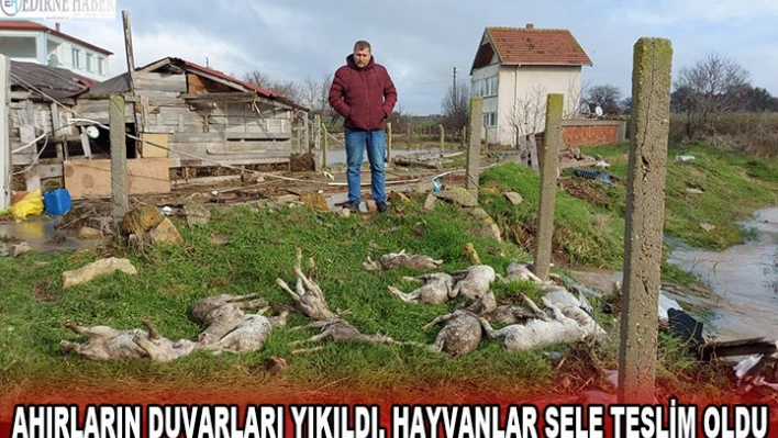 Ahırların duvarları yıkıldı, hayvanlar sele teslim oldu