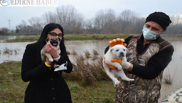 Adacıkta mahsur kalan köpek yavrularını AFAD ekipleri kurtardı