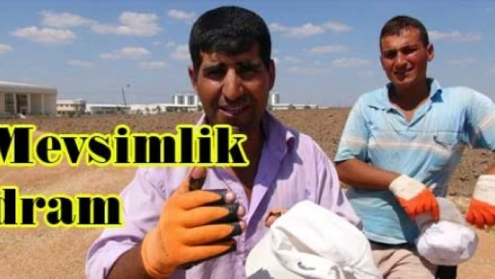  Mevsimlik işçilerin dramı