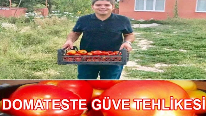 Domateste güve tehlikesi