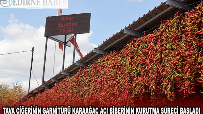 Tava ciğerinin garnitürü Karaağaç acı biberinin kurutma süreci başladı