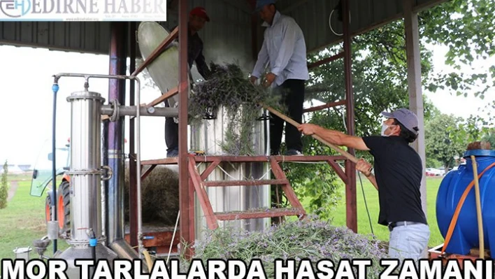  'Mor tarlalar'da hasat vakti