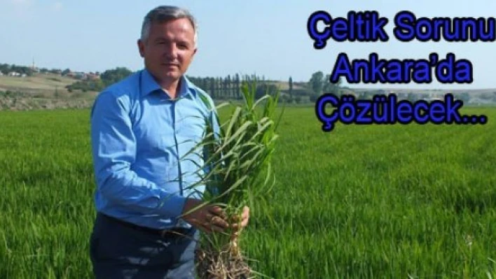  Çeltik sorunu Ankara'ya taşınıyor