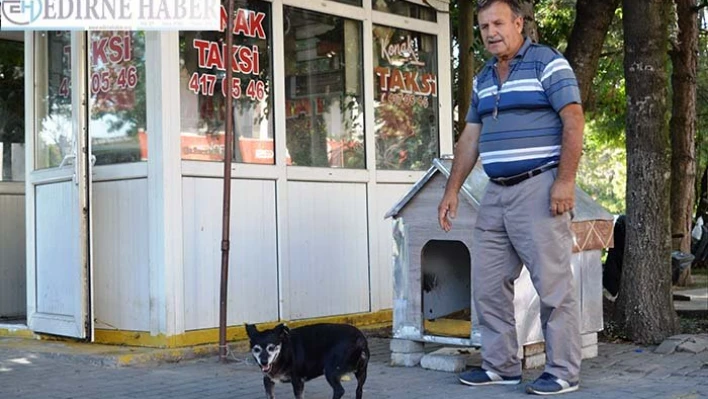 Taksi durağının sevimli misaifiri