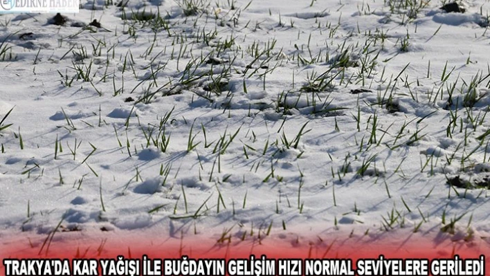 Trakya'da kar yağışı ile buğdayın gelişim hızı normal seviyelere geriledi