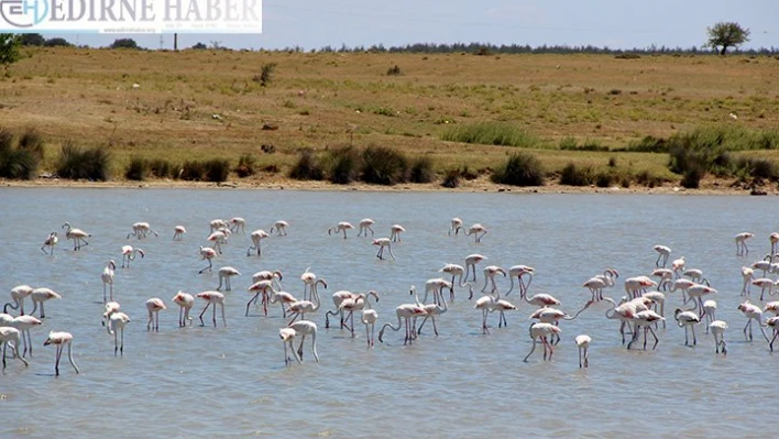  Lagün göllerindeki flamingolar ilgi görüyor
