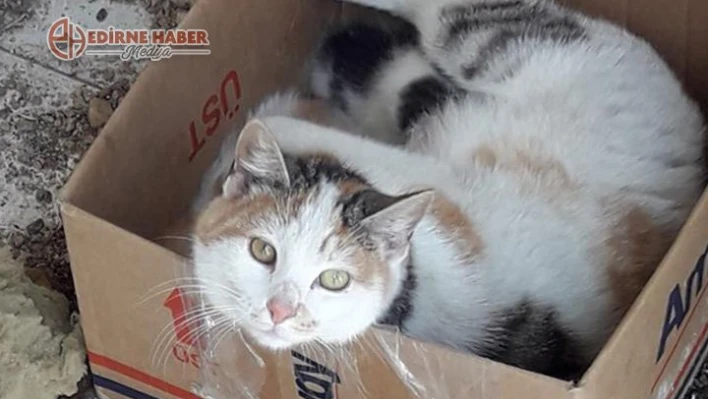 Mahsur kalan kedi kurtarıldı