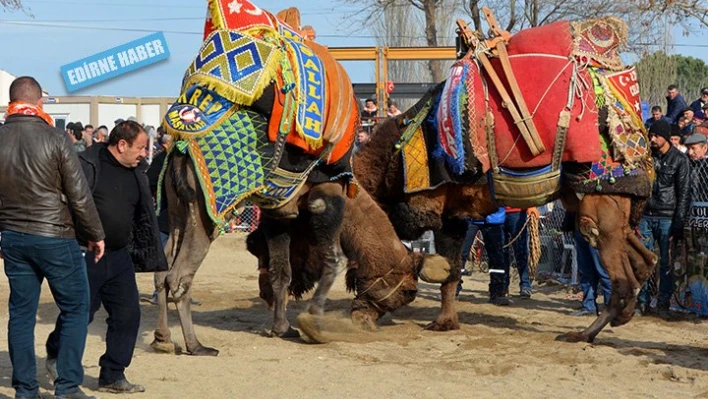 '5. Büyük Truva Deve Güreşleri Festivali'