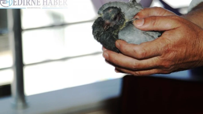 Yaralı halde bulunan güvercin tedavi edilecek