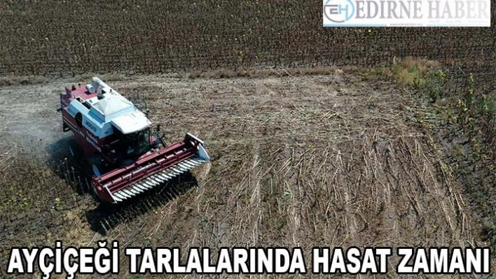 Fotoğraf tutkunlarının doğal stüdyosu ayçiçeği tarlalarında hasat zamanı