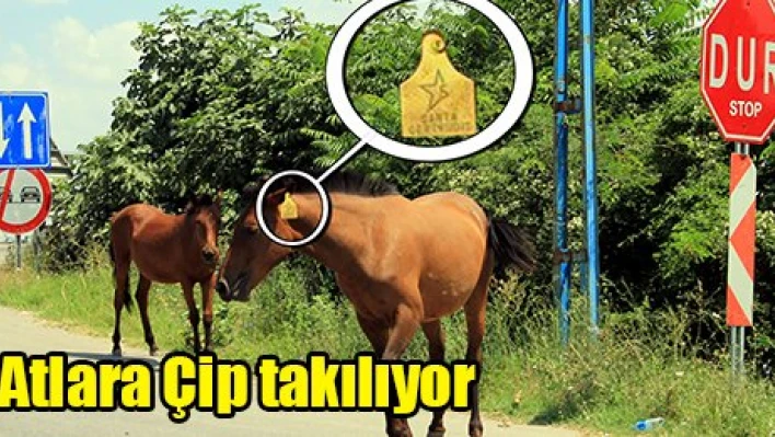 Atlara Çip takılıyor