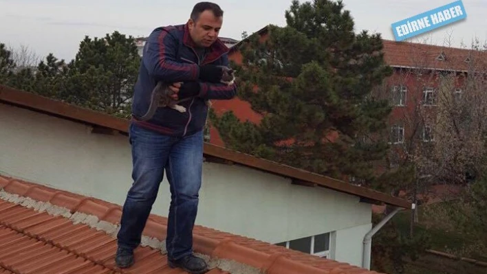 Çatı'da Kedi operasyonu
