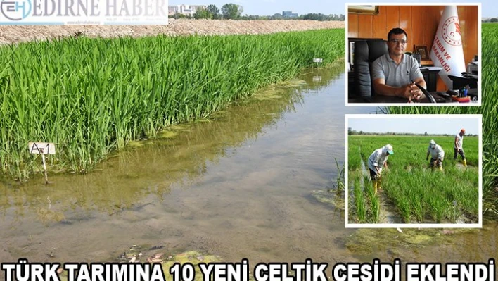TÜRK TARIMINA 10 YENİ ÇELTİK ÇEŞİDİ EKLENDİ