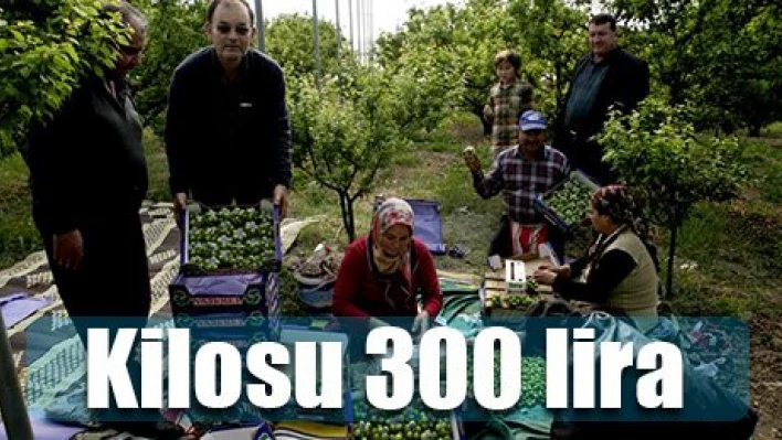 Kilosu 300 lira