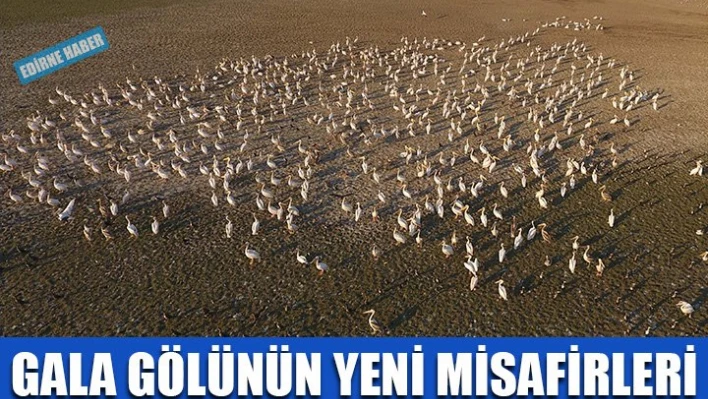 Kışlama için geliyorlar