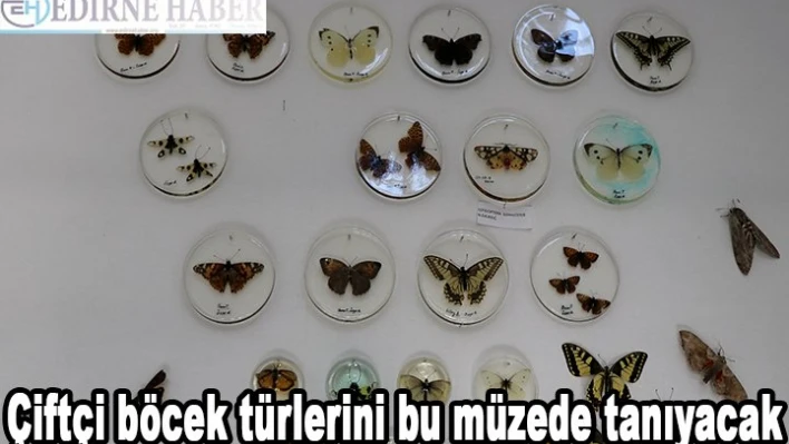 Çiftçi böcek türlerini bu müzede tanıyacak