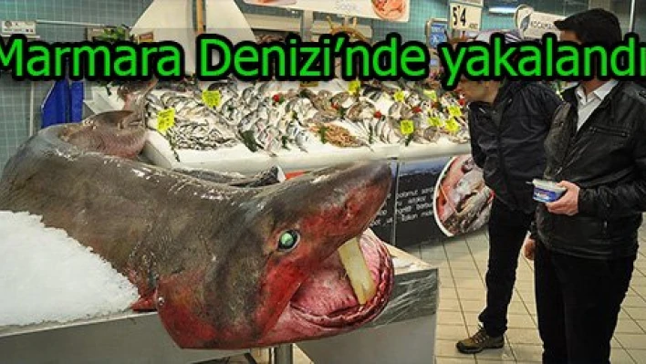 'Marmara Denizi'nde yakalandı'