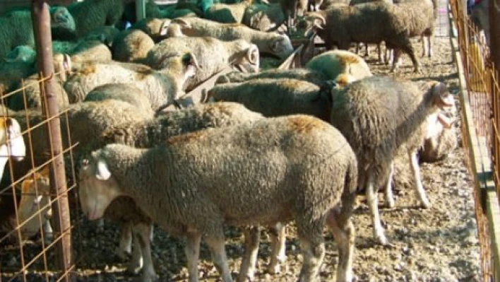 Kurban nasıl kesilir?