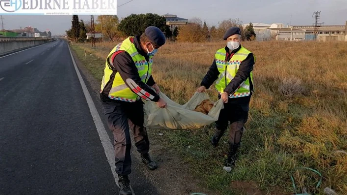 Jandarmadan yaralı köpeğe şefkat eli
