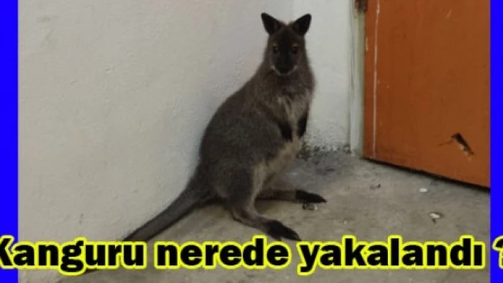  Canlı hayvan kaçakçıları kapıya takıldı