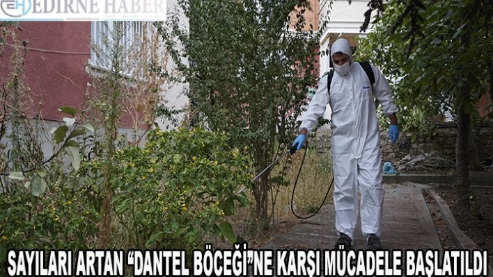 Edirne'de sayıları artan 'dantel böceği'ne karşı mücadele başlatıldı