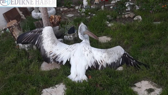 Sahilde bitkin bulunan pelikan orman işletmesinde bakılıyor