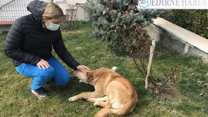 Edirne'de bir otomobilin çarpıp kaçtığı ayağından yaralı sokak köpeğini tedavi altına alındı