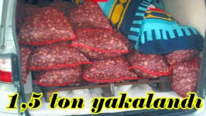 Kum midyesi yakalandı