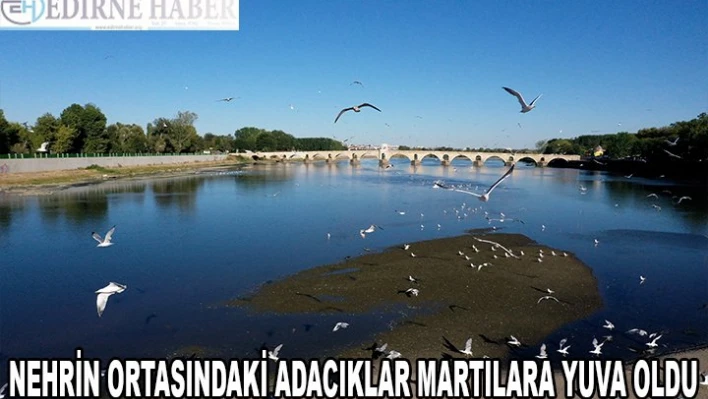 Meriç Nehri'nin ortasında oluşan adacıklar martıların yuvası oldu