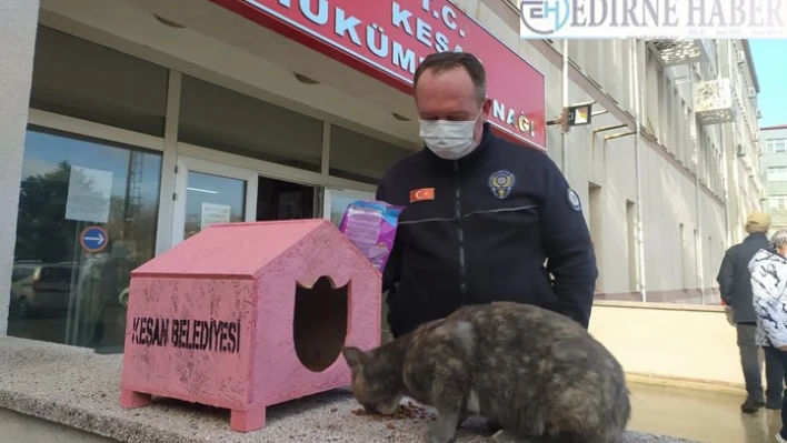 'Garip' isimli kedi Hükümet Konağı'nın maskotu oldu