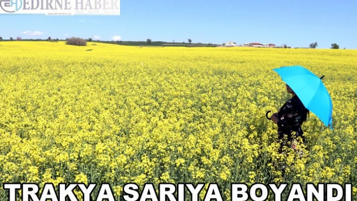 Trakya sarıya boyandı