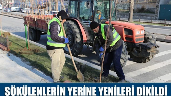 Fidanlar dikiliyor