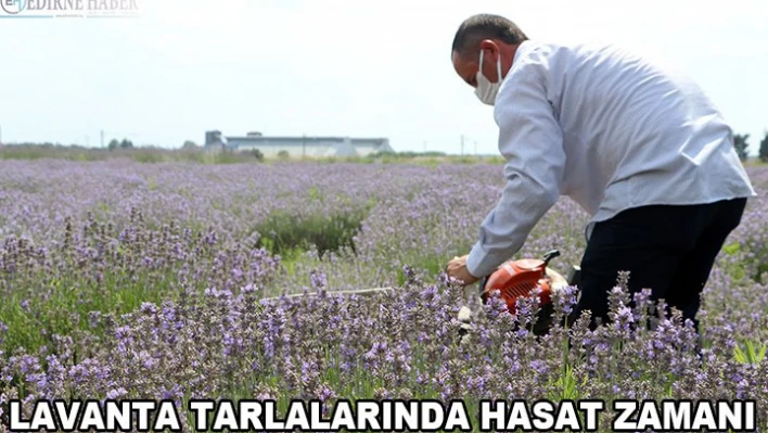 Lavanta tarlalarında hasat başladı