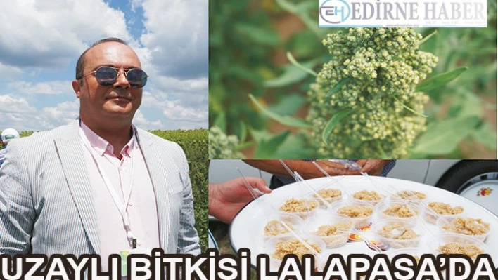 Uzaylı bitki Lalapaşa'da