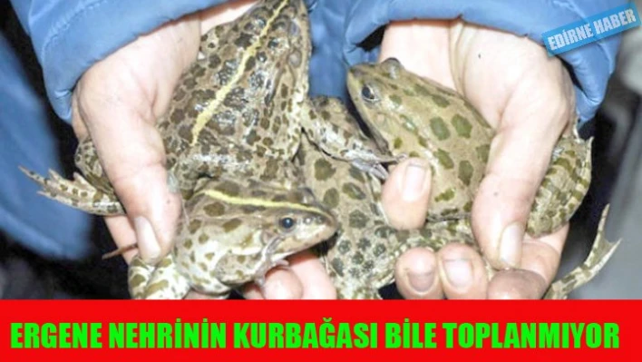 Kurbağası bile toplanmıyor