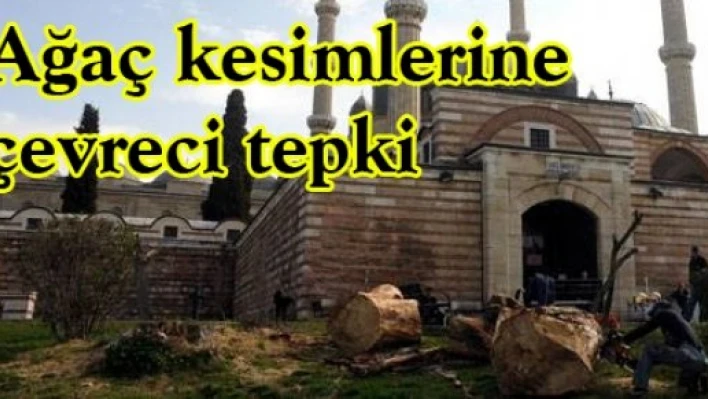 Ağaç kesimlerine çevreci tepki