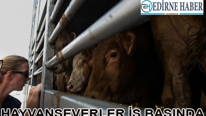  Hayvanseverler İşbaşında