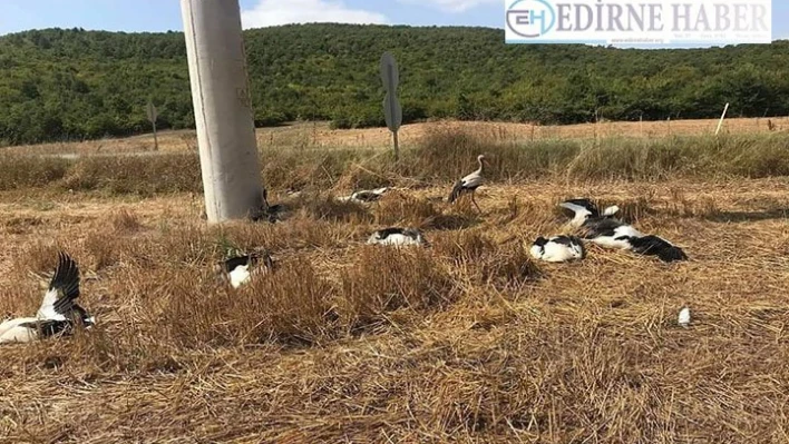 Tekirdağ'da leyleklerin ölme neden araştırılıyor