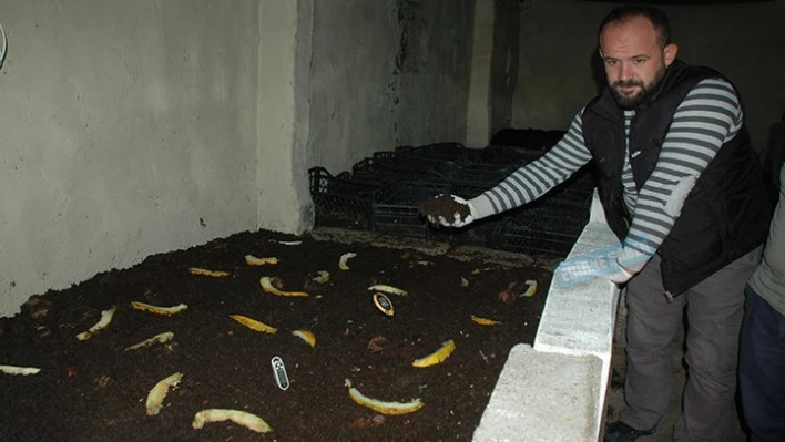 Solucanlar gelir kapısı oldu