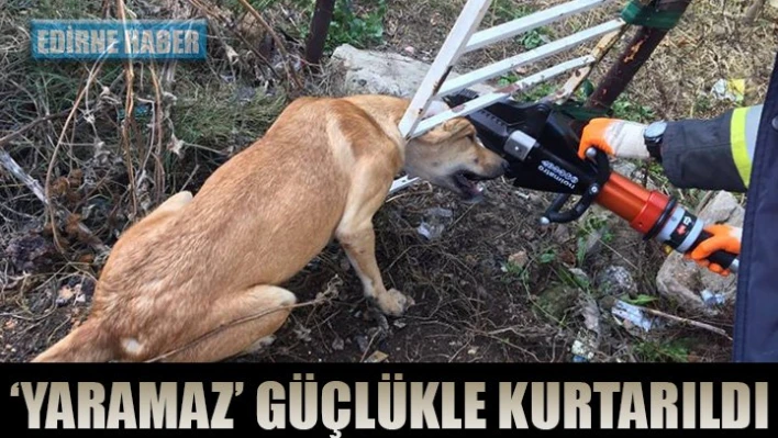 Bahçe kapısına sıkıştı